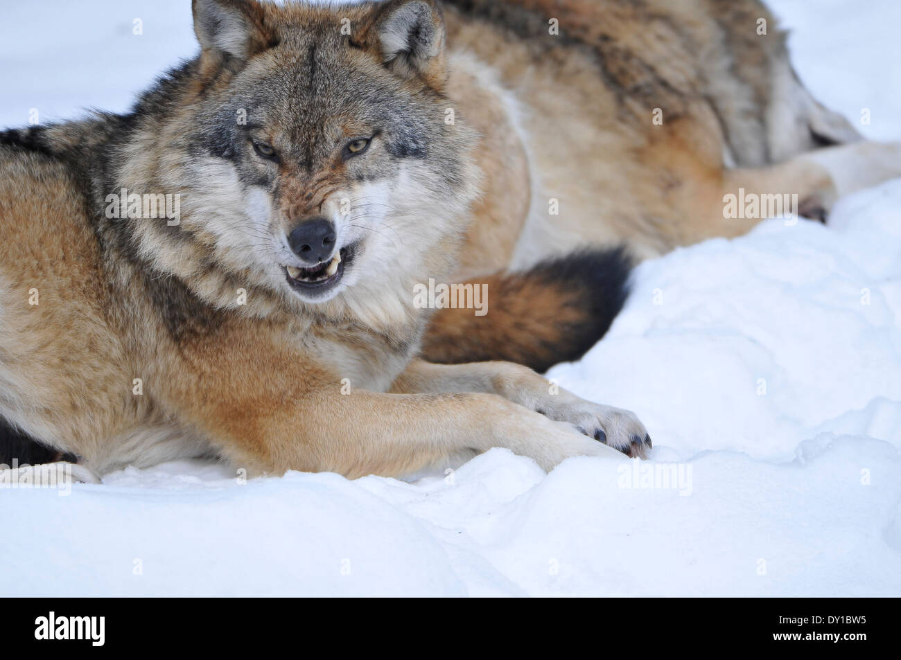 Der Wolf, Grauwolf, Stockfoto