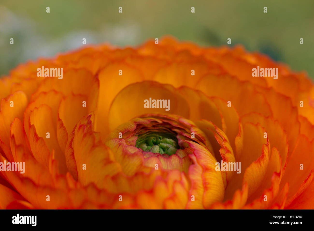 Eine sehr schöne orange Blüte, die überall passt Stockfoto