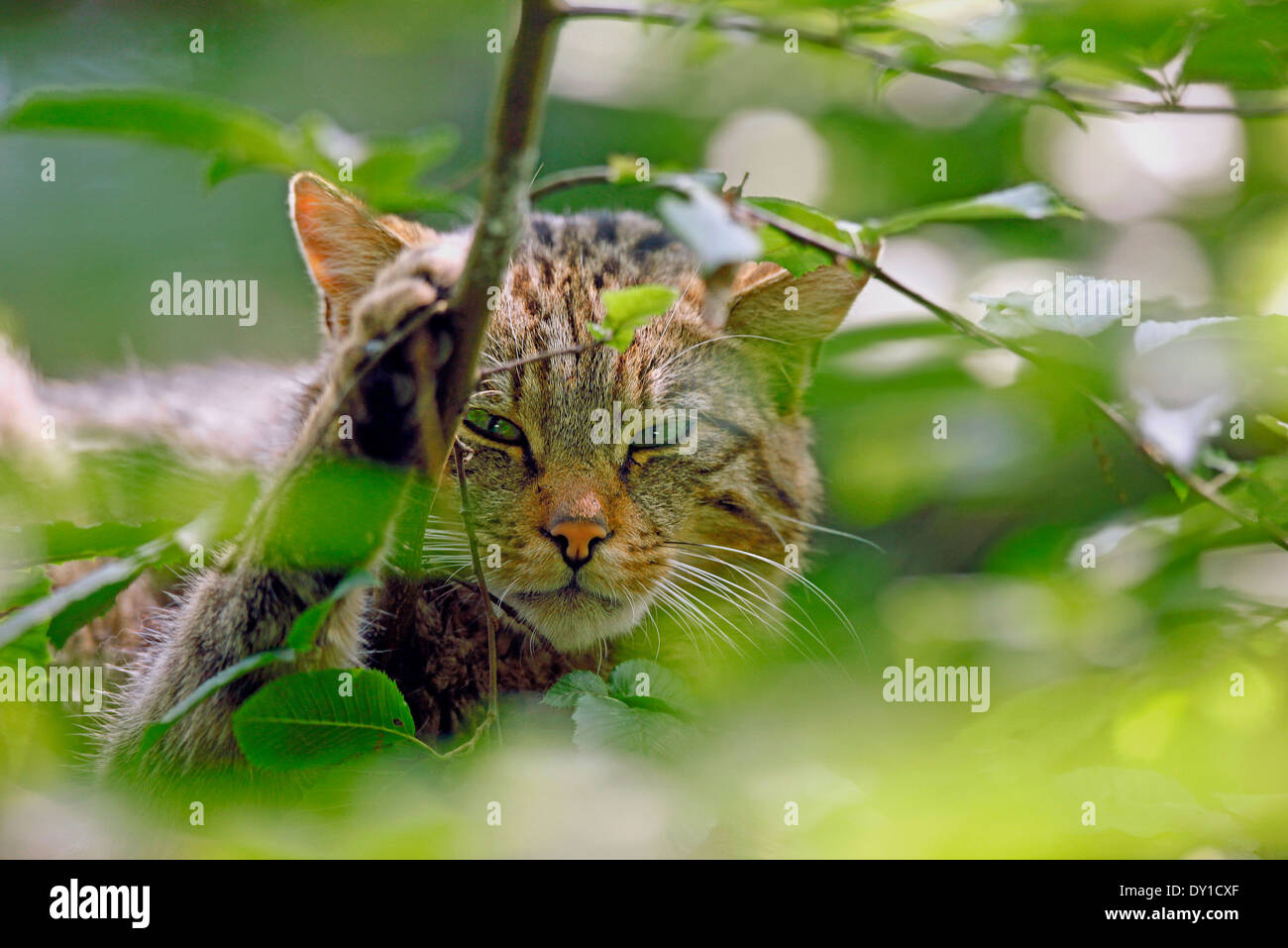Wild Cat (Felis Silvestris) Closeup unter den Blättern Stockfoto
