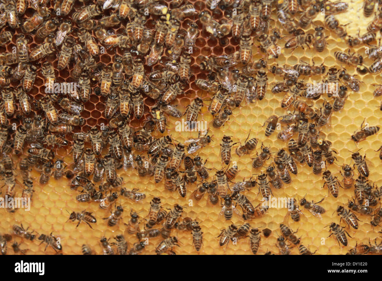 Honig-Bienen Stockfoto
