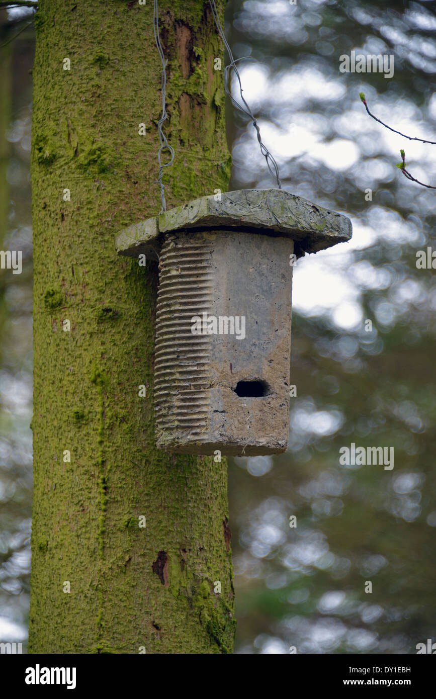 Künstliche Fledermauskasten Roost. Clyde Valley Woodlands National Nature Reserve, Falls of Clyde, Lanarkshire, Schottland, Vereinigtes Königreich. Stockfoto
