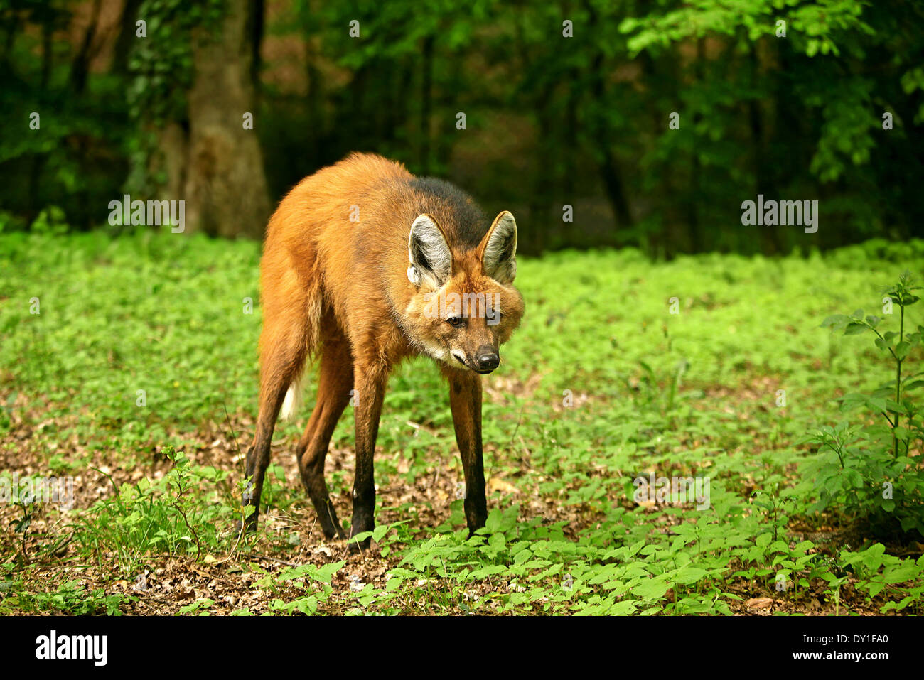 Mähnenwolf (Crhysocyon Brachyurus) Stockfoto