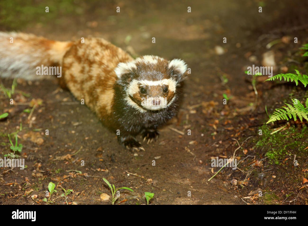 Europäische marmorierte Iltis (Vormela Peregusna) closeup Stockfoto