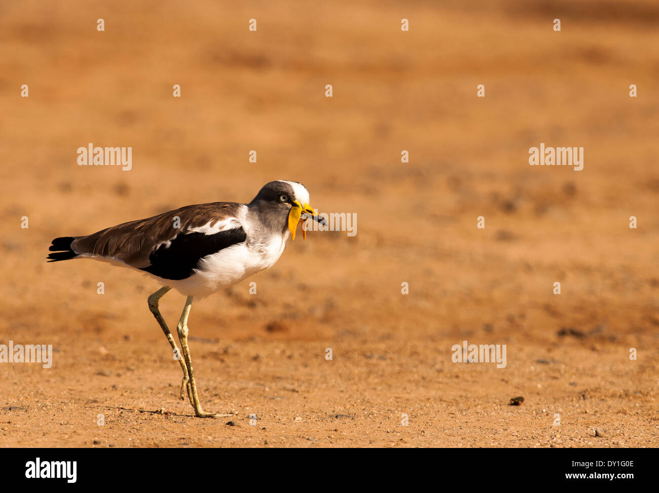 Ein White-gekrönter Lawping (Vanellus Albiceps) in der Nähe von Sabie River, Krüger-Nationalpark Stockfoto