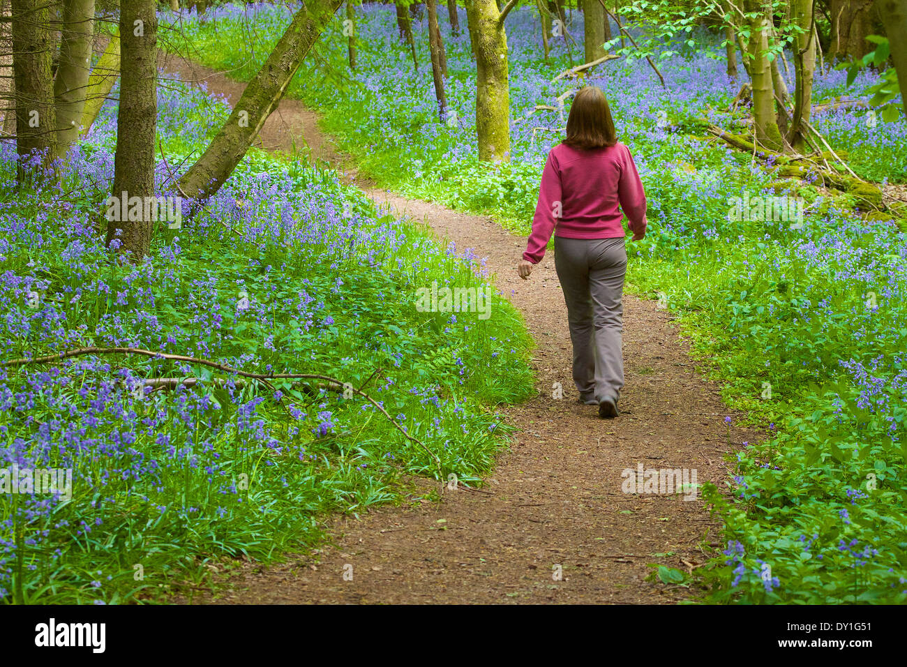 Frau zu Fuß auf einem Pfad durch Glockenblumen in einem Wald. Frühling. Stockfoto