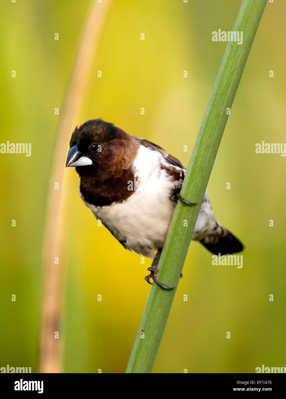 Eine Bronze-Männchen (Spermestes Cucullata) an den Botanischen Garten in Durban, KwaZulu-Natal, Südafrika Stockfoto