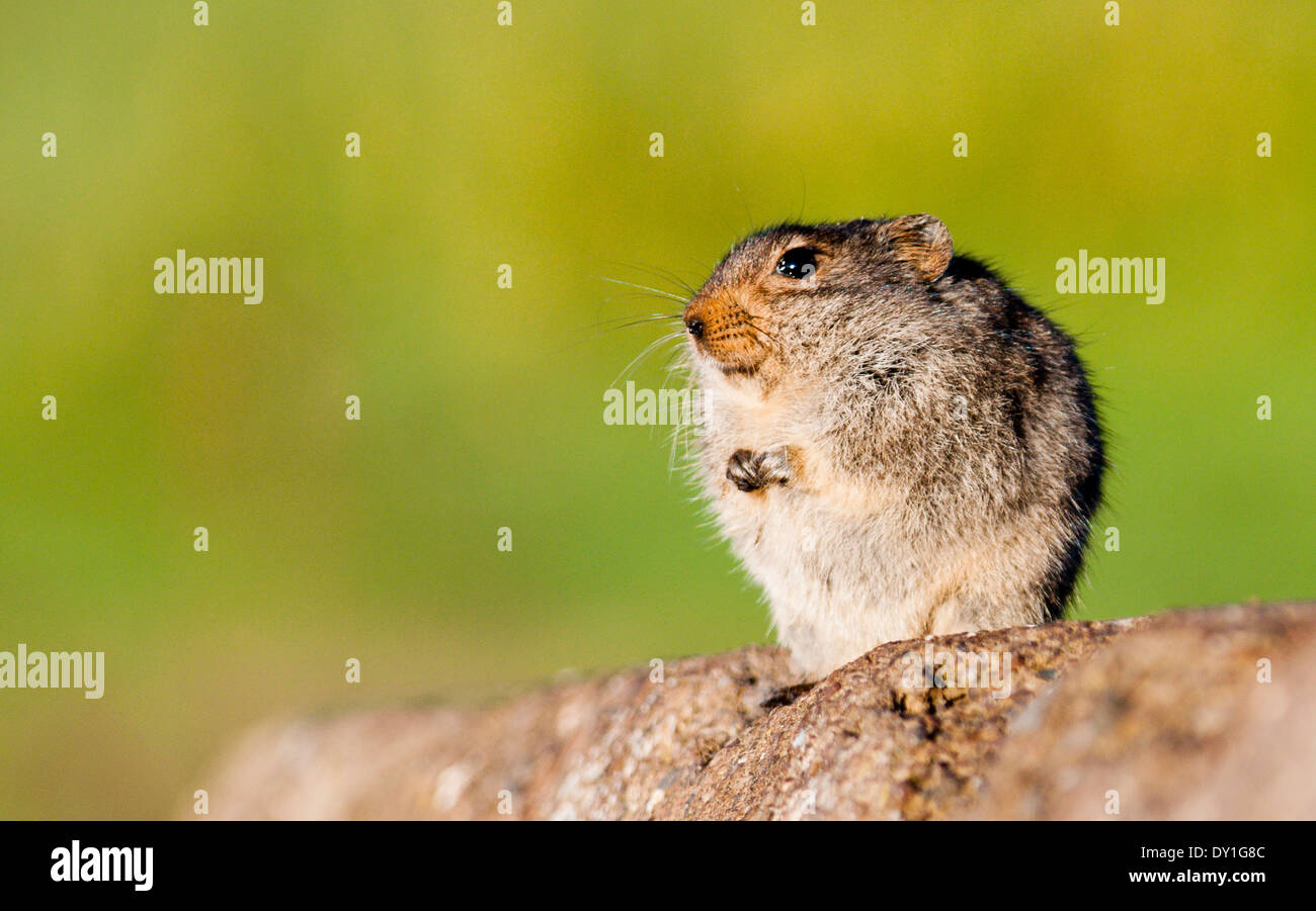 Ein Sloggett Vlei Ratte (Otomys Sloggetti) bei Sani Pass, Lesotho Stockfoto