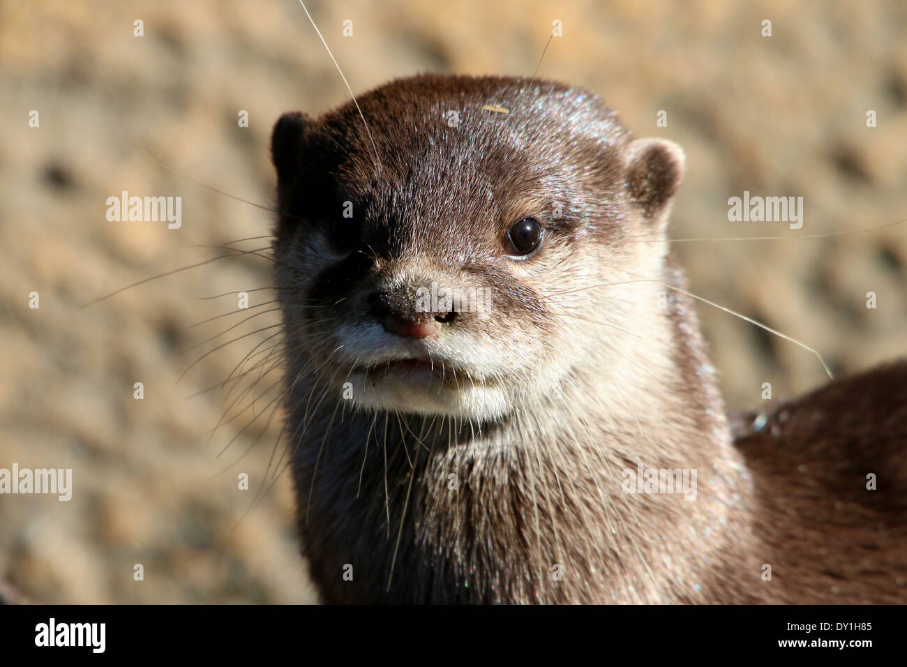 Nahaufnahme des Kopfes eines orientalischen oder asiatischen krallenbewehrten Otters klein (Aonyx Cinereus) Stockfoto