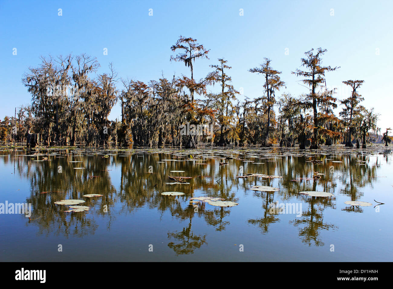 Breaux Bridge Sumpf oder Feuchtgebiete, Lafayette, Louisiana, USA Stockfoto