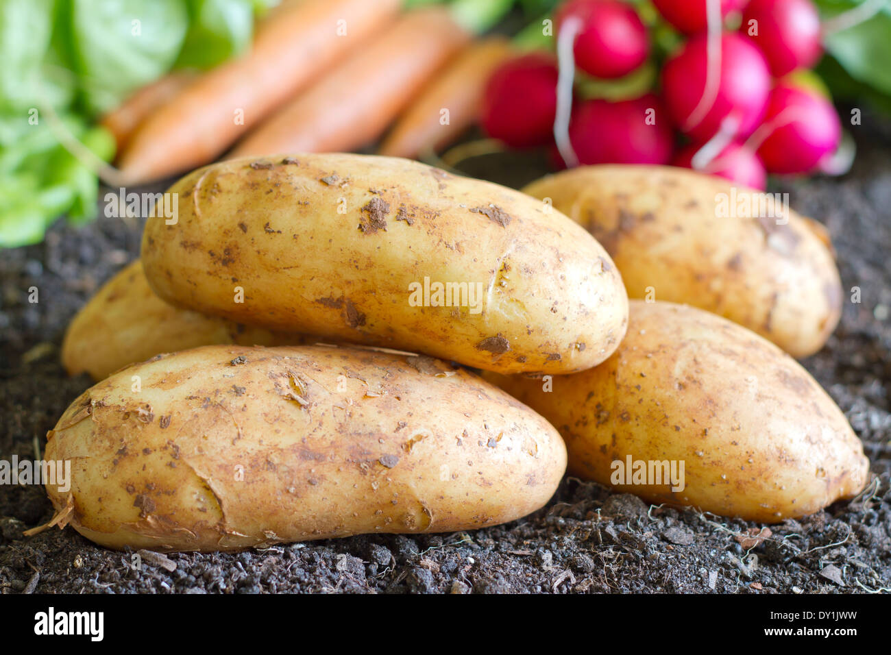 Frische Bio-Kartoffeln auf dem Boden im Garten Konzept Stockfoto