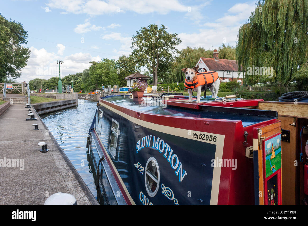 Terrier Hund auf Dach des Narrowboat Einzug in Boveney Schloss, Bucksinghamshire. Stockfoto