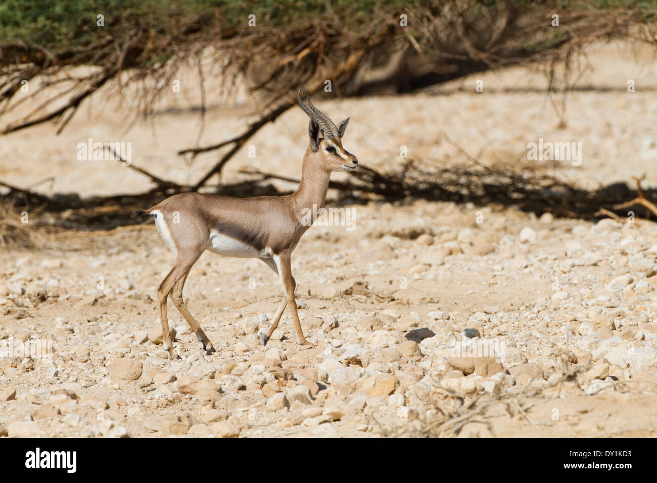 eine sehr seltene Acacia Gazelle (Gazella Gazella Acaciae). Fotografiert in der Aarava Wüste, Israel Stockfoto