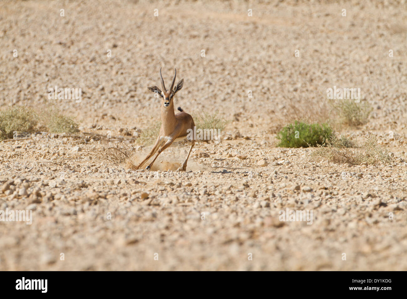 eine sehr seltene Acacia Gazelle (Gazella Gazella Acaciae). Fotografiert in der Aarava Wüste, Israel Stockfoto