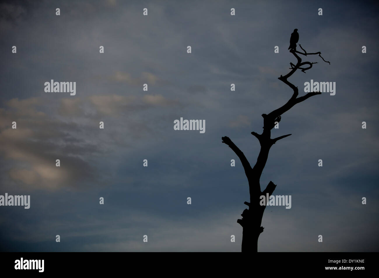 Afrikanische äthiopischen Baum Silhouette Eagle Hawk Beute Stockfoto