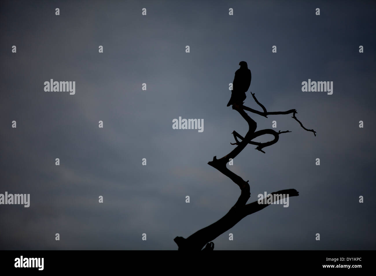 Afrikanische äthiopischen Baum Silhouette Eagle Hawk Beute Stockfoto