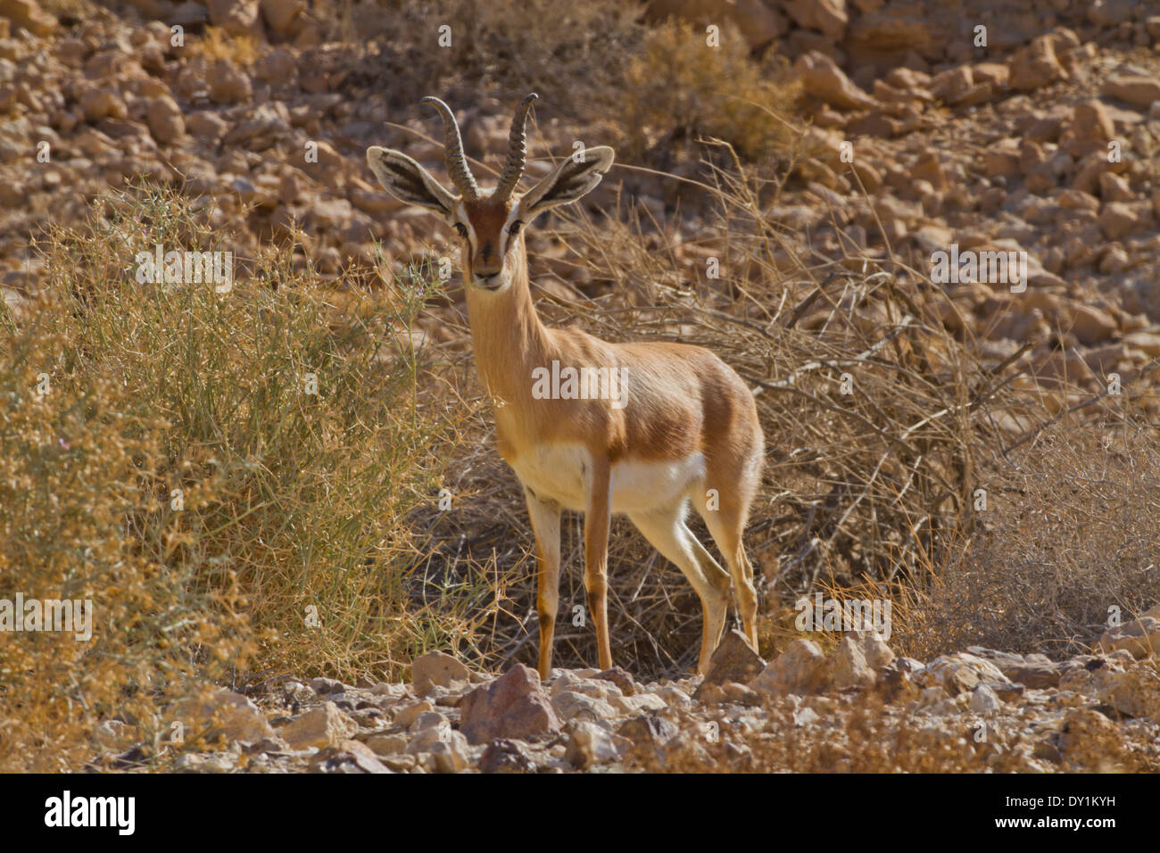 Dorcas Gazelle (Gazella Dorcas), auch bekannt als Ariel Gazelle fotografiert in der Negev-Wüste, Israel Stockfoto
