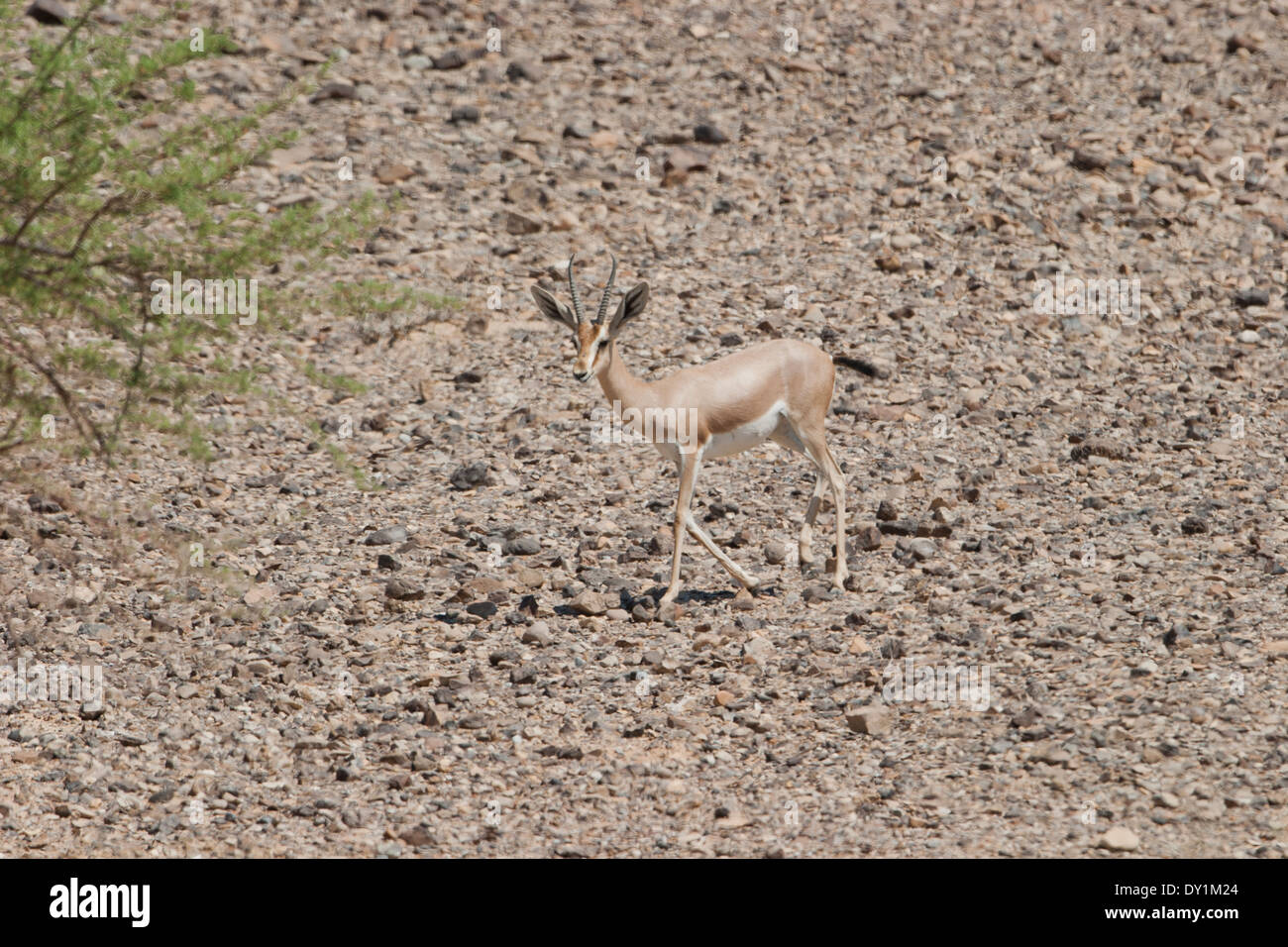 Dorcas Gazelle (Gazella Dorcas), auch bekannt als Ariel Gazelle fotografiert in der Negev-Wüste, Israel Stockfoto
