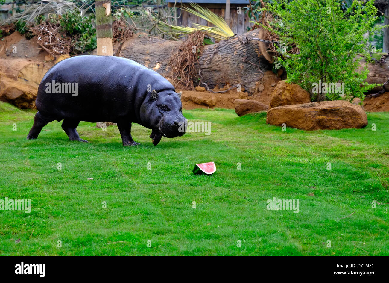 London, UK. 3. April 2014. Pygmy Nilpferde entdecken Sie ihr neue Gehege im London Zoo Credit: Rachel Megawhat/Alamy Live News Stockfoto