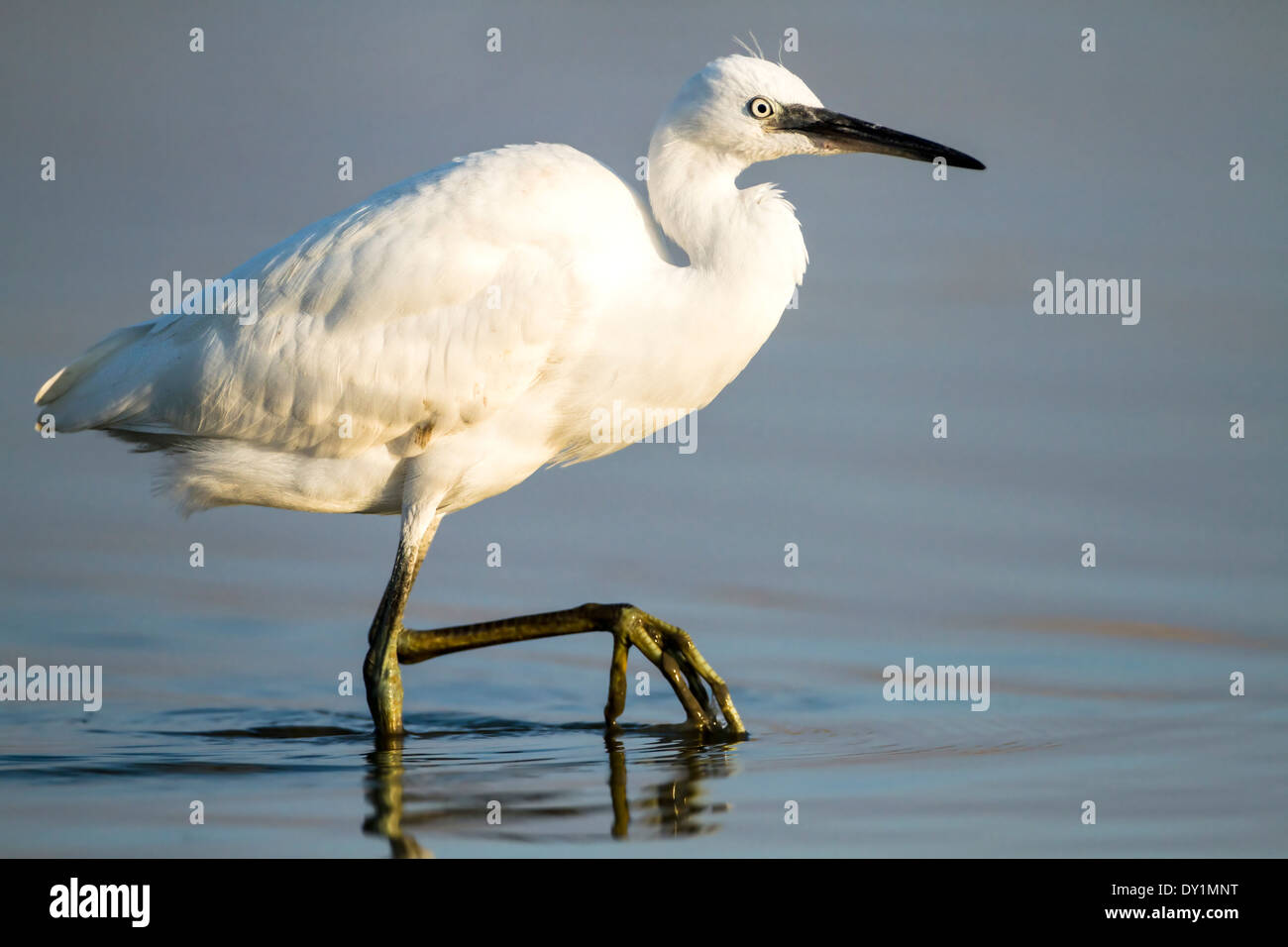 Seidenreiher (Egretta Garzetta) im Wasser, Nord-Israel Stockfoto