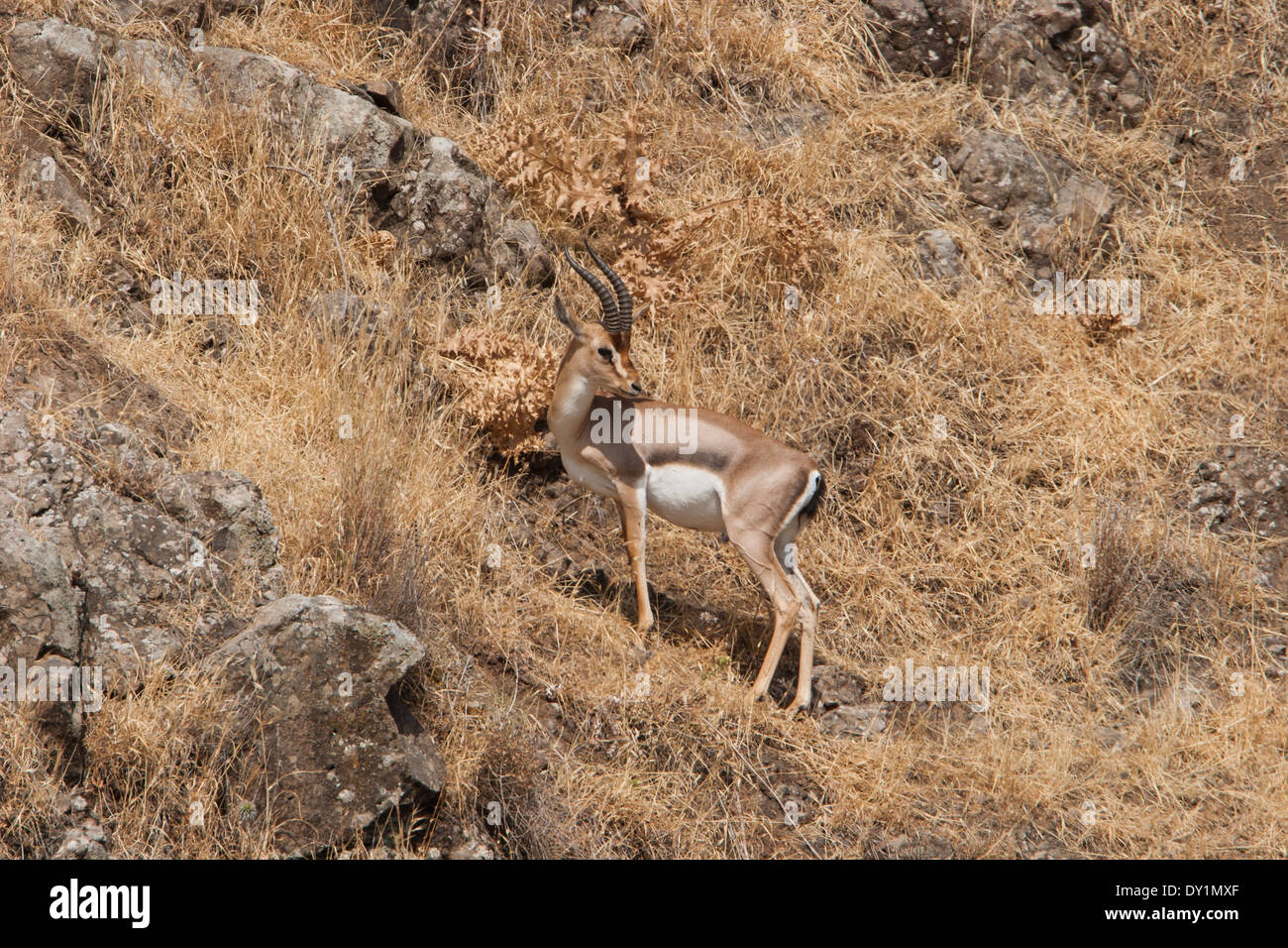 Berg-Gazelle (Gazelle Gazelle). In der unteren Galiläa, Israel fotografiert. Stockfoto