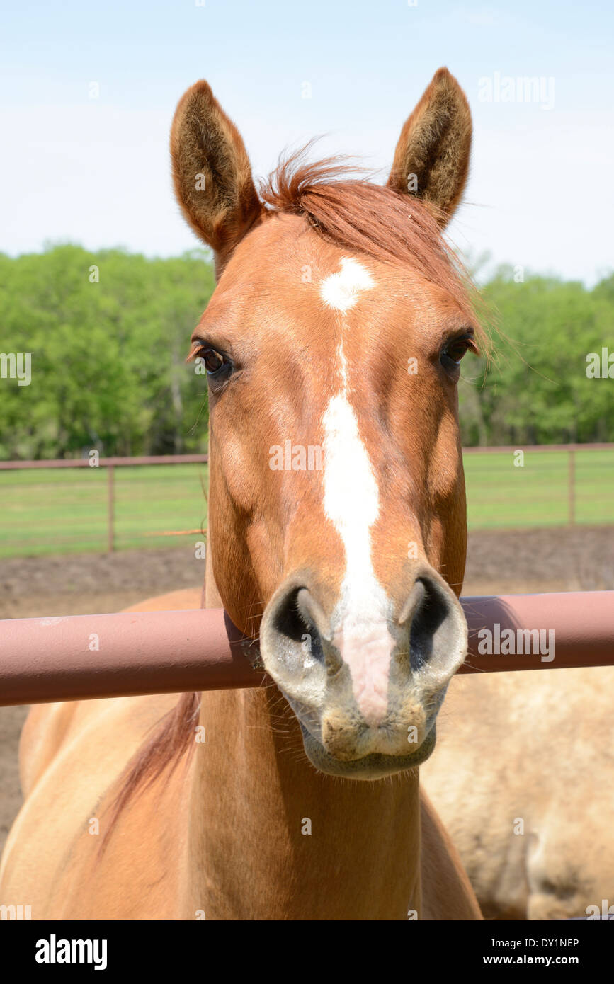 Nahaufnahme des Kopfes von einem braunen Pferd mit weißen Abzeichen Stockfoto