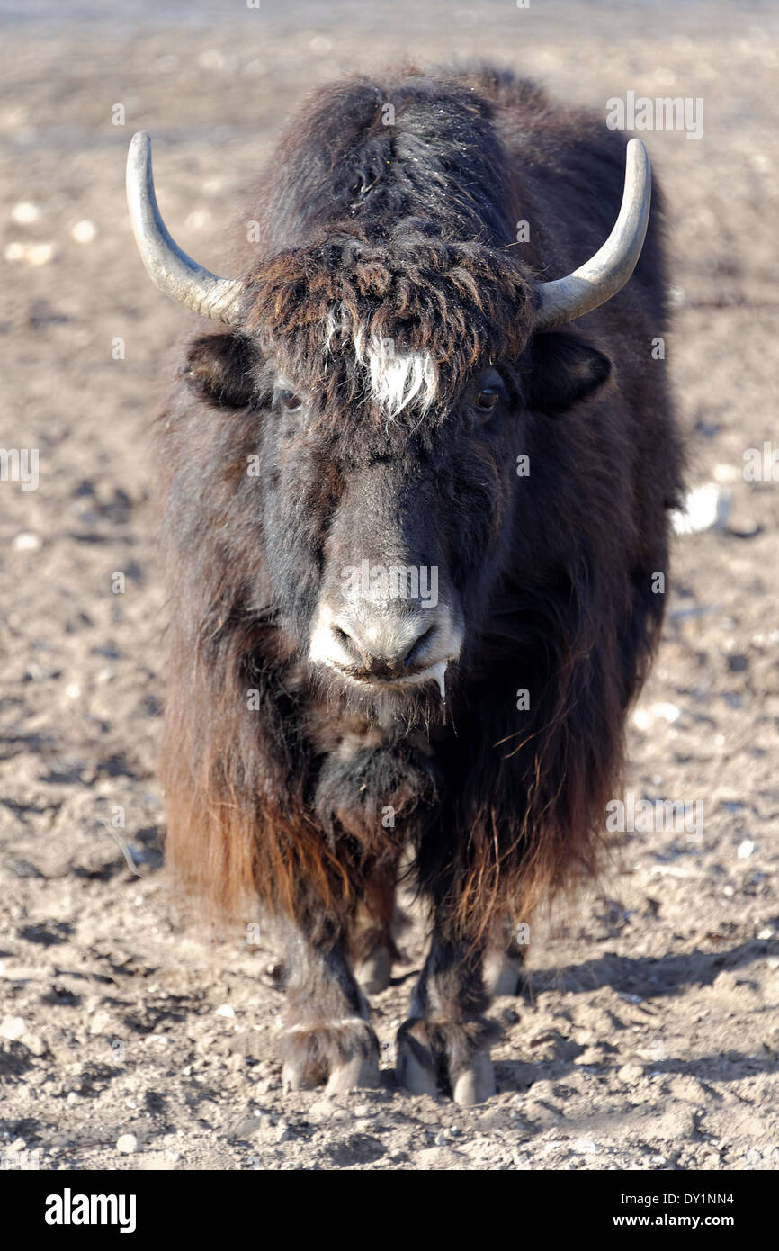 BOS (vom lateinischen Bôs: Kuh, Ochse, Stier) ist die Gattung der Wild- und Vieh. Stockfoto