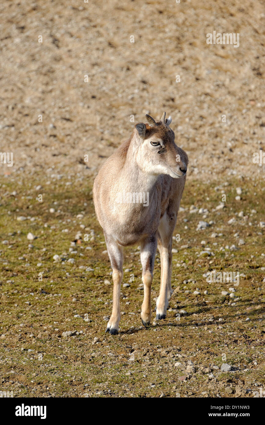 Mufflon (Ovis Aries Gmelini) ist eine Unterart der Wildschafe Ovis Orientalis. Stockfoto