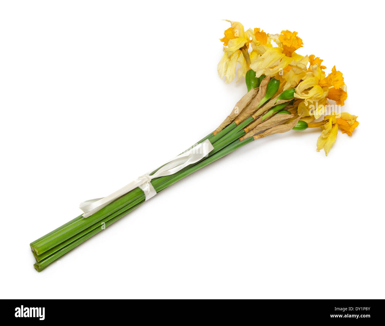 Getrocknete Narzisse Blumen isoliert auf weißem Hintergrund Stockfoto