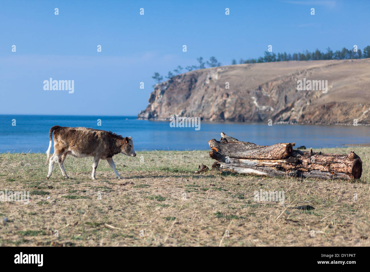 Kuh zu Fuß am Ufer - Landschaft der Insel Olchon, Baikalsee, Sibirien, Russland Stockfoto