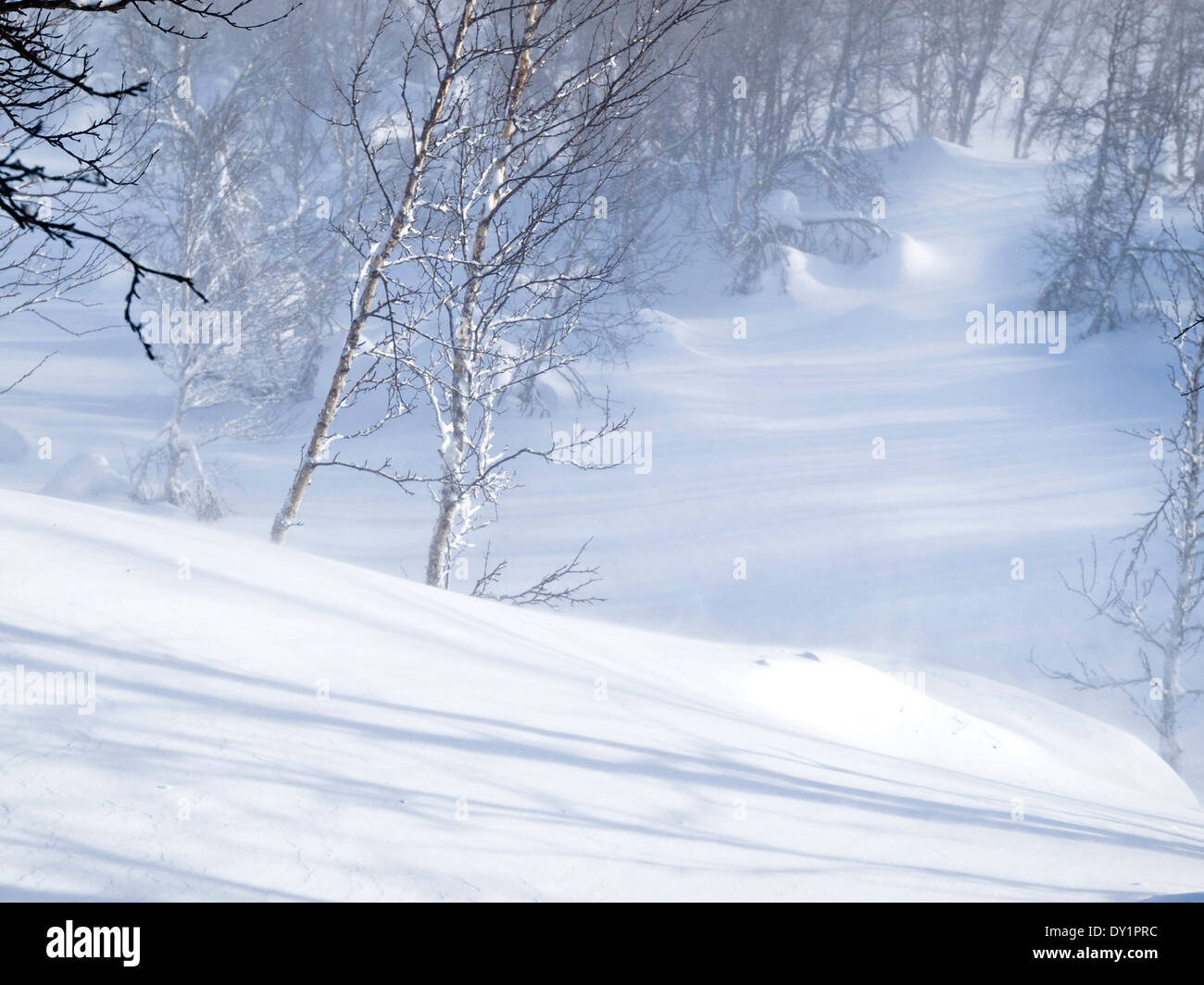 Neuschnee im norwegischen Birkenwald Stockfoto