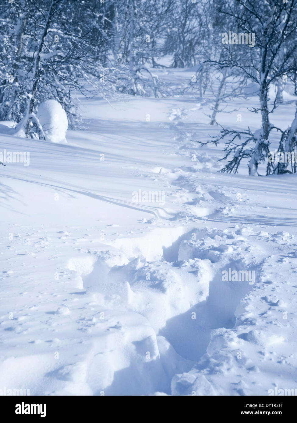 Fußabdrücke durch tiefen, frischen Schnee Stockfoto
