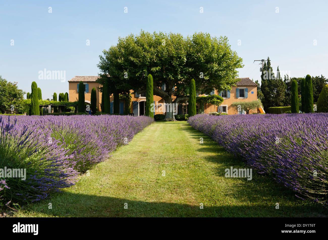 Grass Pfad gesäumt mit Lavendel und Zypressen führt zu einem provenzalischen Bauernhaus Stockfoto
