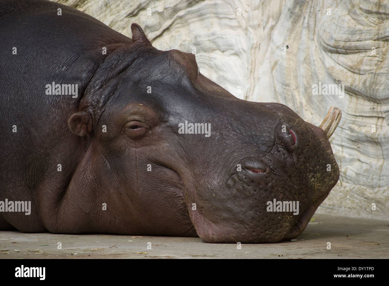 Nilpferd mit weinen Tränen im Ueno Zoo, Tokyo, Japan Stockfoto