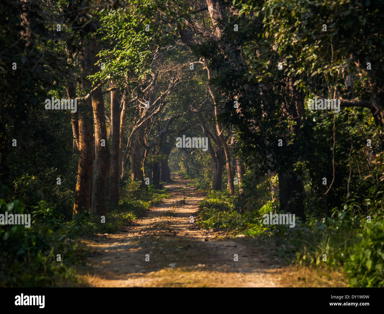 Verfolgen Sie durch riverine Wald in Bardia Nationalpark, Nepal Stockfoto