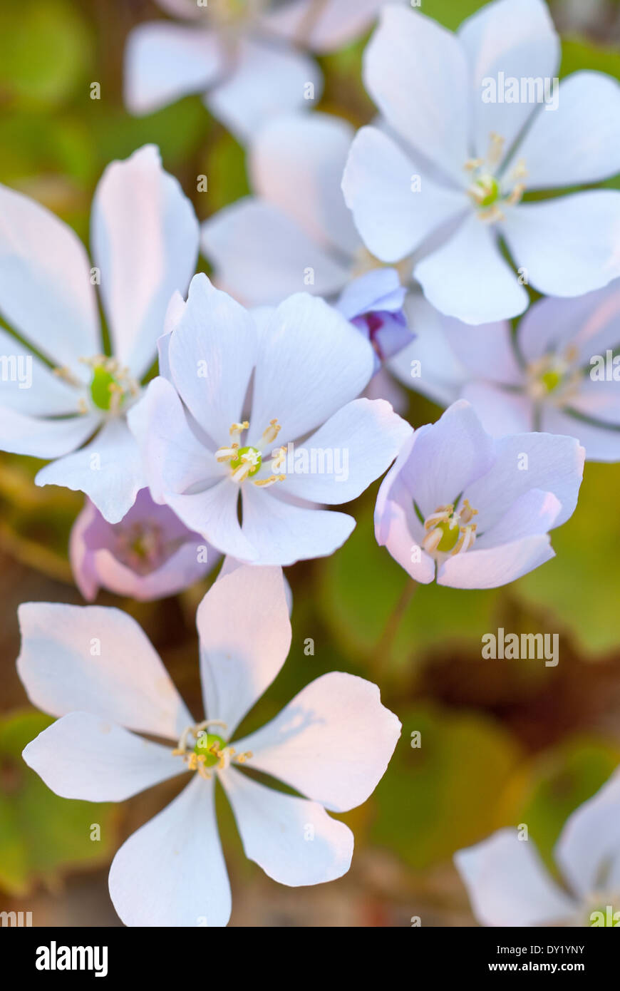Jeffersonia Dubia, Staude. April. Blass lila Blüten. Stockfoto