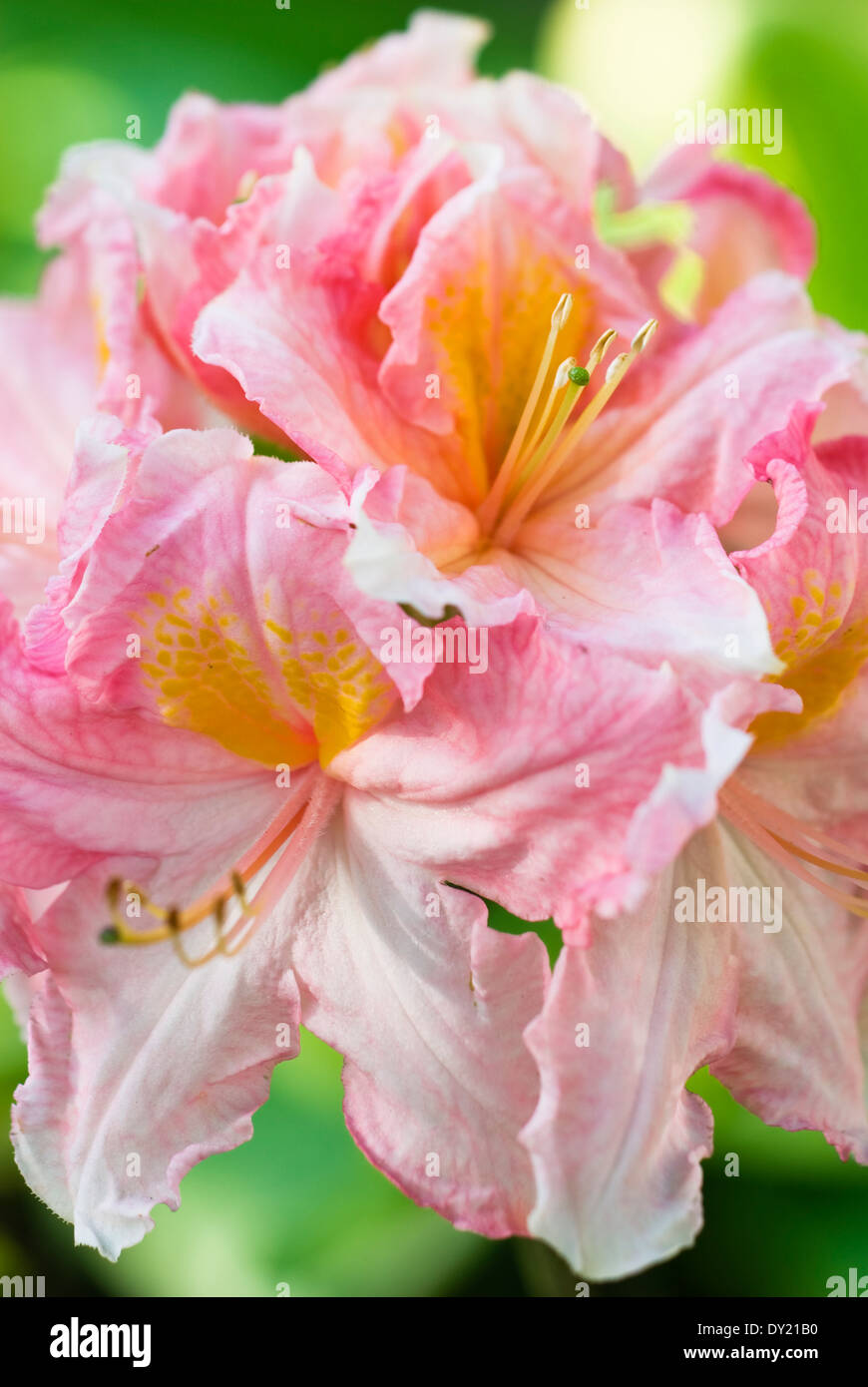 Rhododendron 'Erdbeereis Knap Hill', Azalee, Rhodo. Strauch, Juni. Rosa und orange Blume. Stockfoto