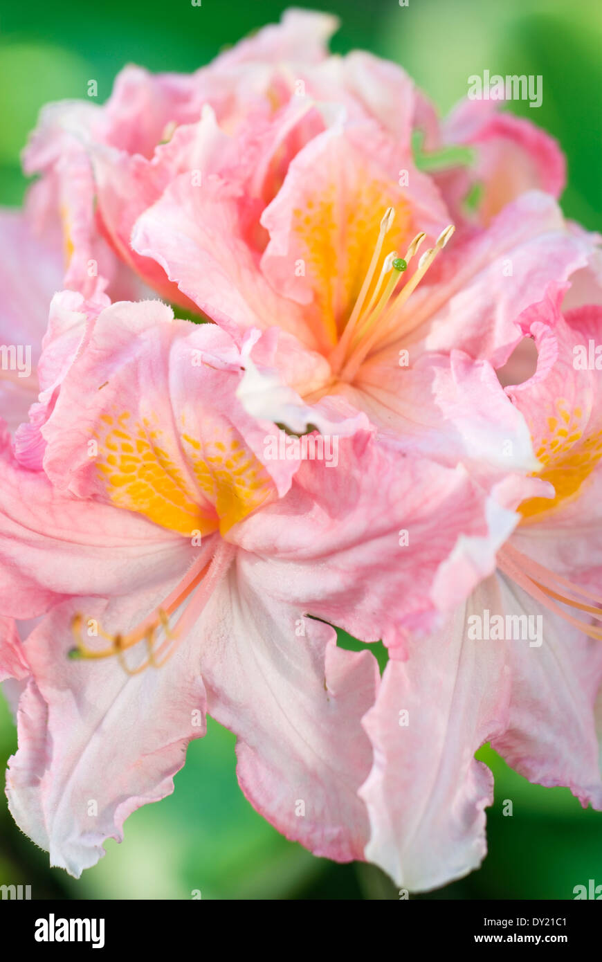 Rhododendron 'Erdbeereis Knap Hill', Azalee, Rhodo. Strauch, Juni. Rosa und orange Blume. Stockfoto