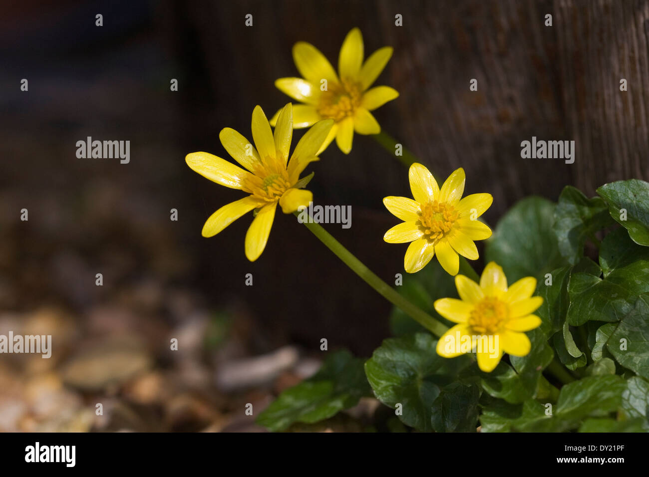 Ficaria verna subsp. verna. . Kleiner Celandin wächst im Garten. Stockfoto