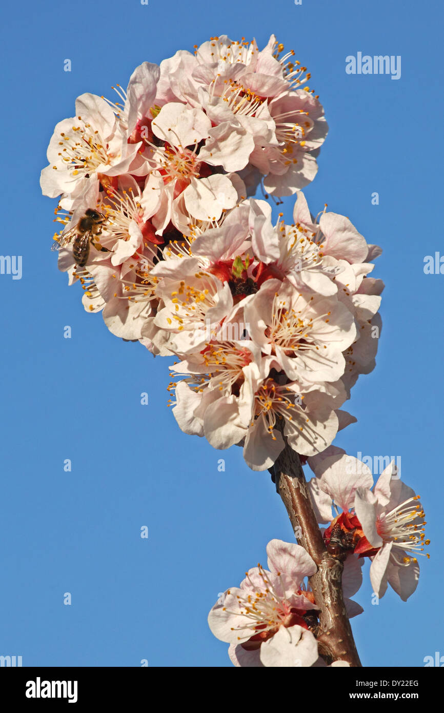 Honigbiene (Apis Mellifera) sammeln Nektar auf Aprikose Blüten (Prunus Armeniaca), verschiedene Bhart. Stockfoto