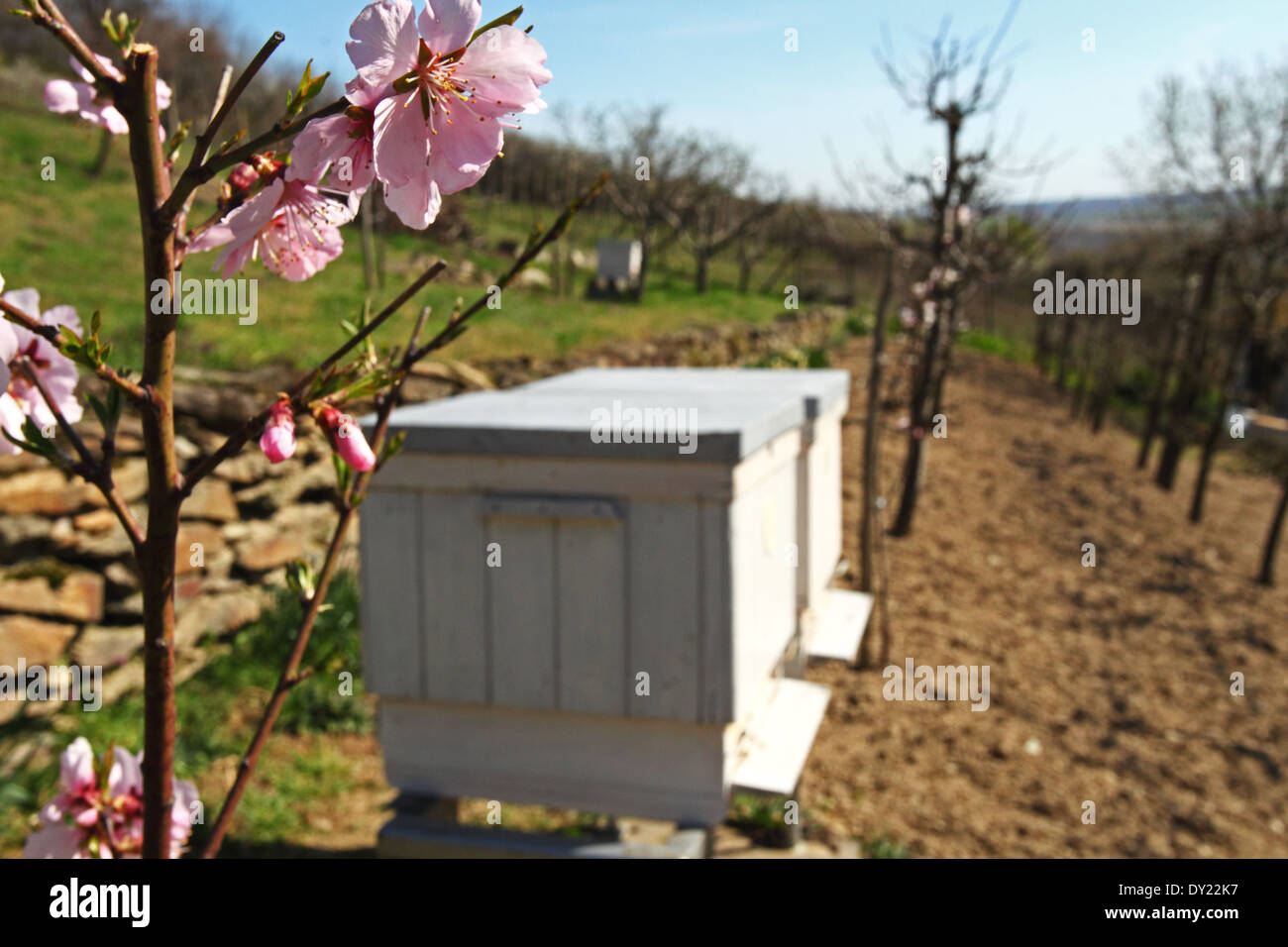 Blühende Mandelbaum (Prunus Amygdalus) neben der Bienenstöcke. Ort: Männliche Karpaty, Slowakei. Stockfoto