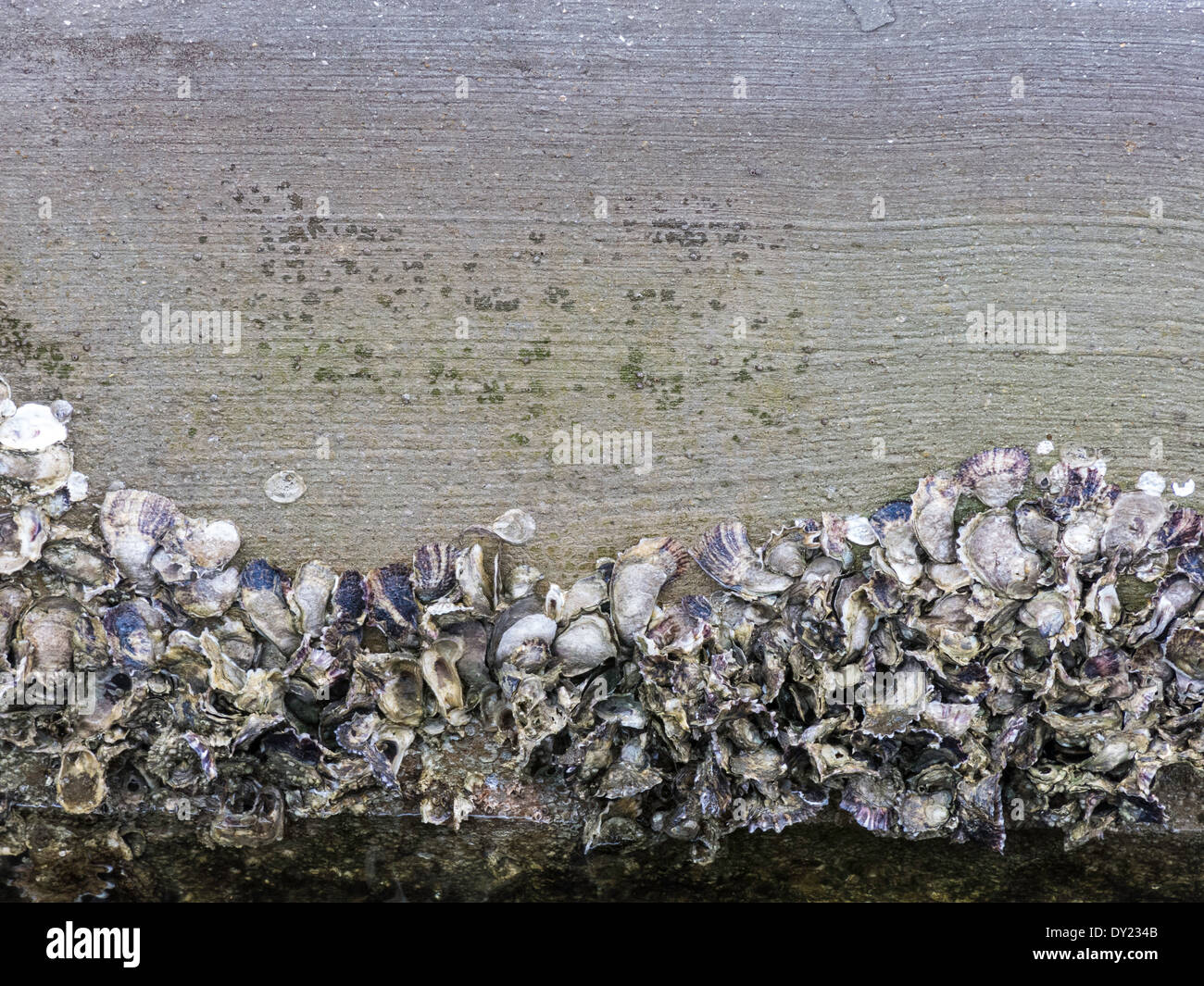 Seepocken an der Wasserlinie, Florida, USA Stockfoto
