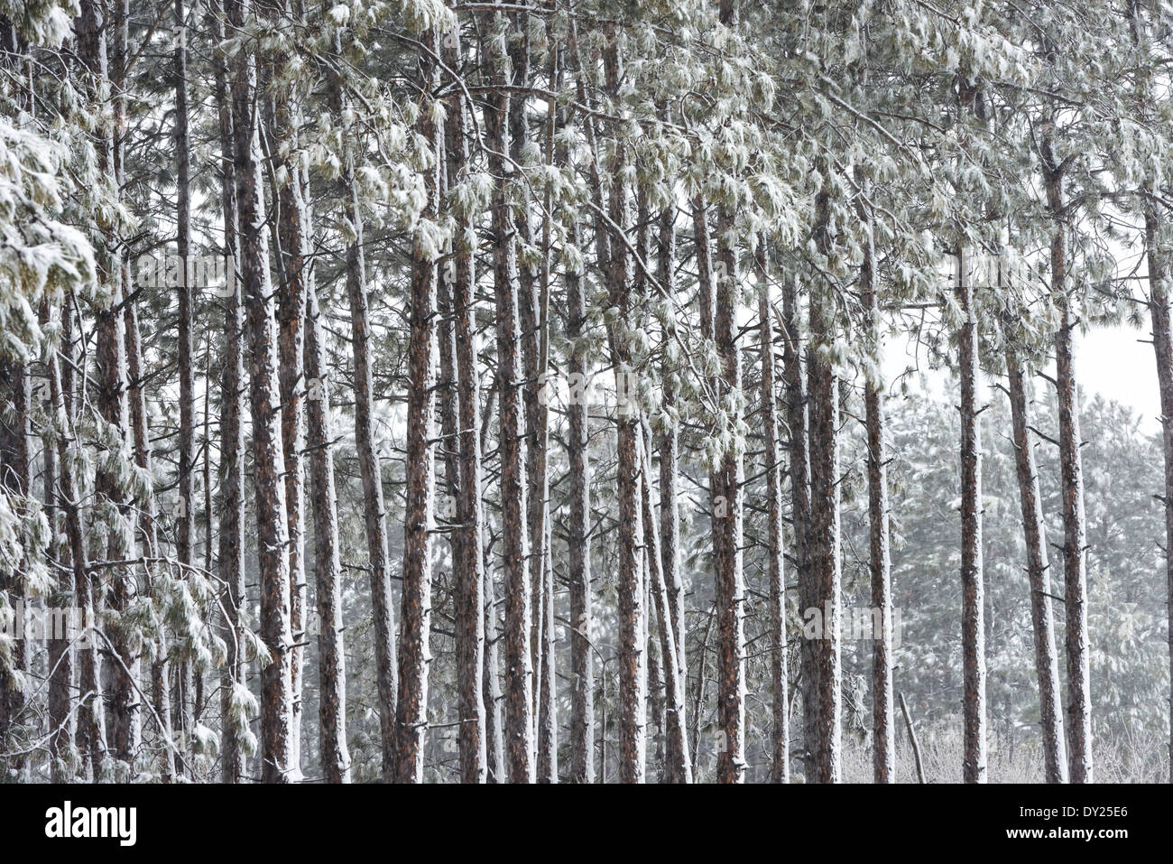 Späten Frühjahr Schneesturm im Kiefernwald. Stockfoto