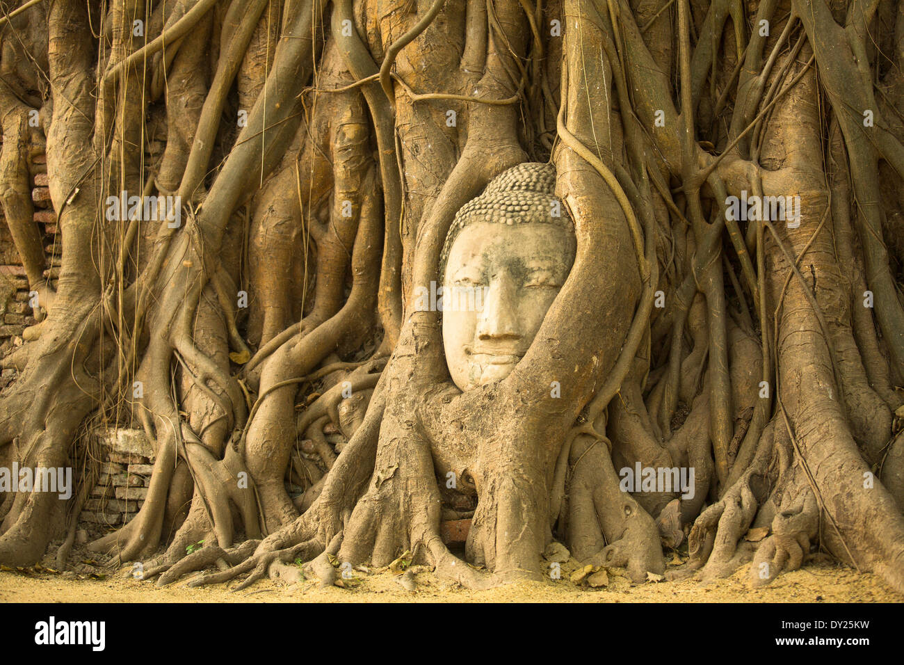 Der Kopf des Buddha in Ayutthaya, Thailand. Stockfoto