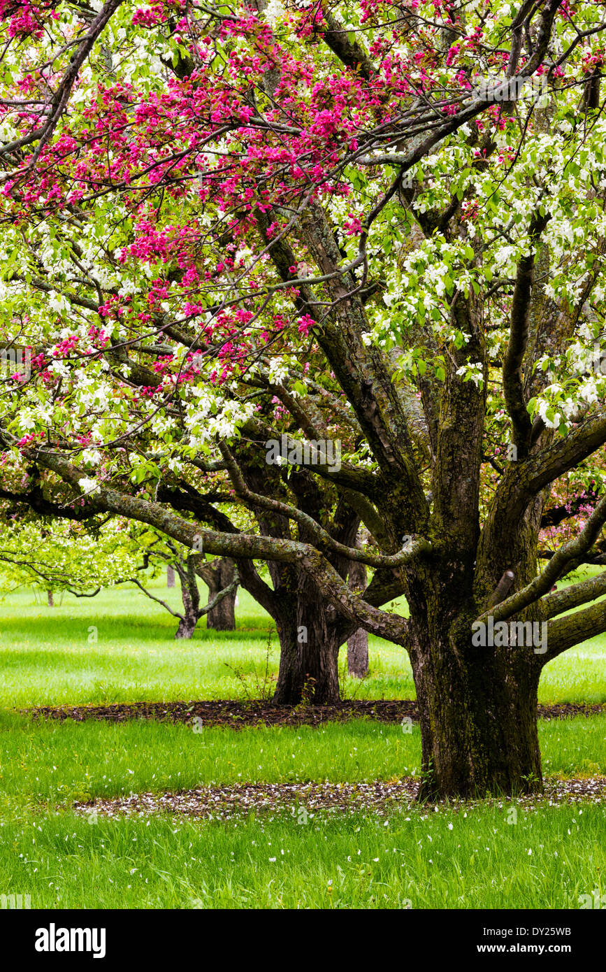 Weiß-rosa Apfelblüten an der University of Minnesota Landschaft Arboretum im Frühjahr. Stockfoto
