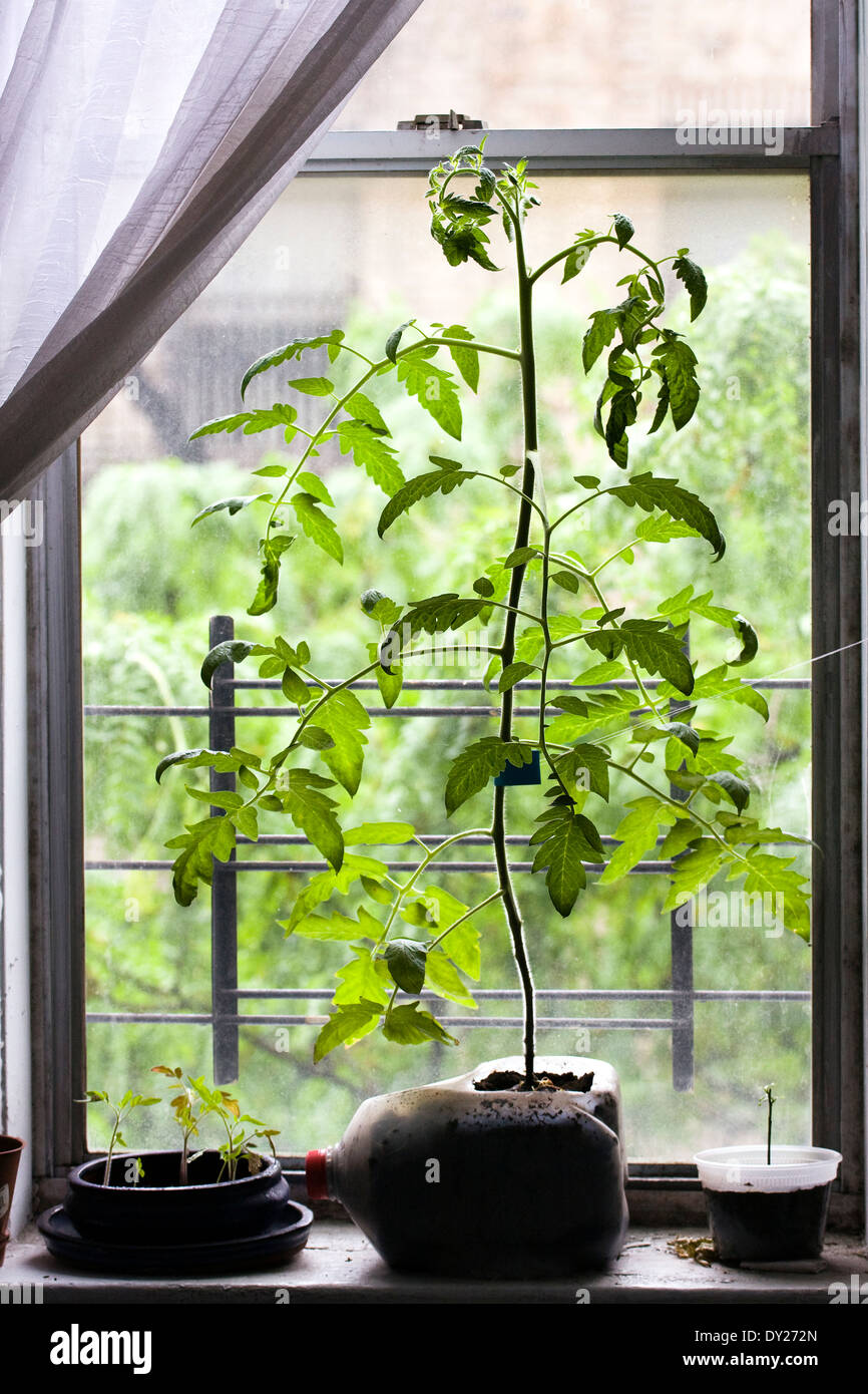 Tomaten Pflanzen sprießen aus einem 1 Gallone Behälter auf der Fensterbank in einer Wohnung in New York City Stockfoto