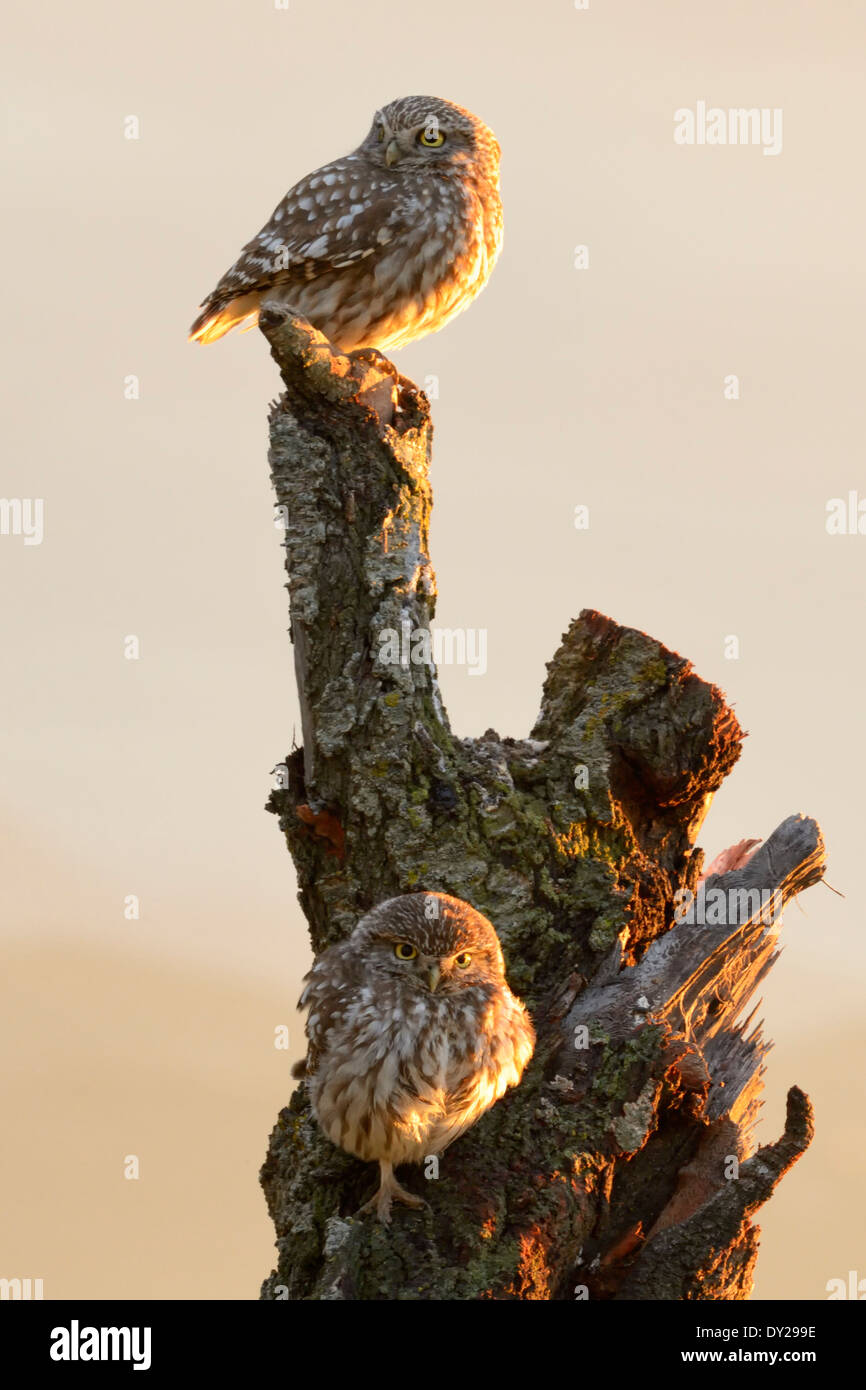 Kleine Eule auf einem alten Baum. Stockfoto