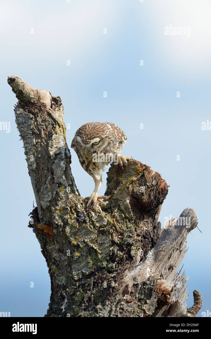 Kleine Eule auf einem alten Baum. Stockfoto