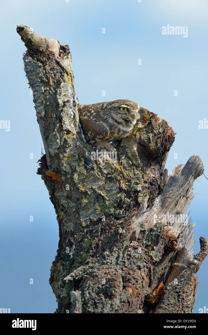 Kleine Eule auf einem alten Baum. Stockfoto