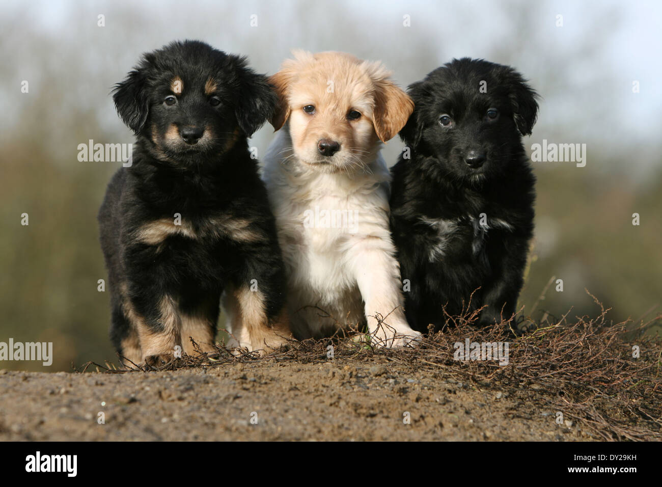 Hund-Hovawart drei Welpen Welpe Standortwahl naturschwarz Stockfoto
