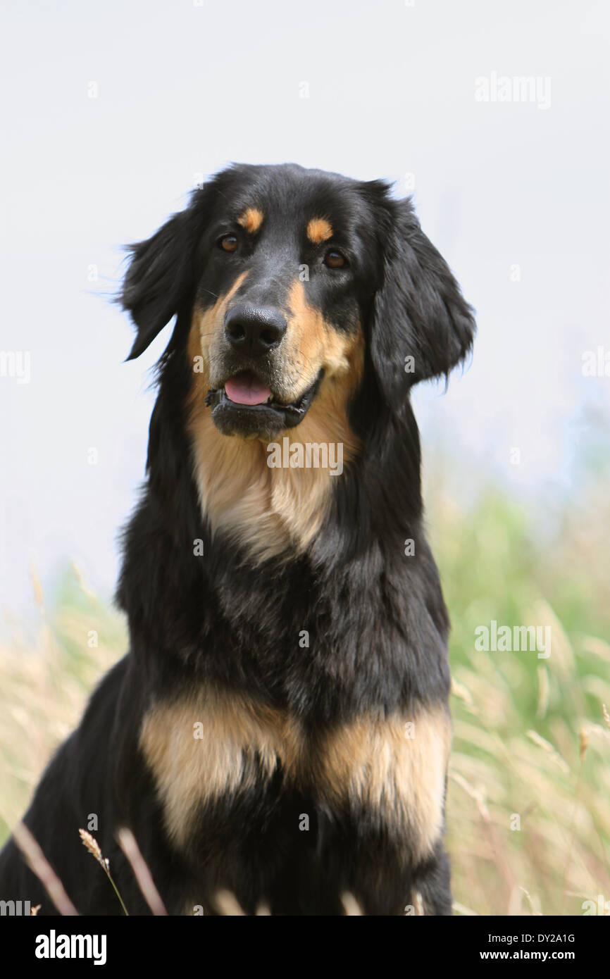 Hovawart Porträt Black And Tan Erwachsenen in Natur Gesicht aufmerksamen  Hund Stockfotografie - Alamy